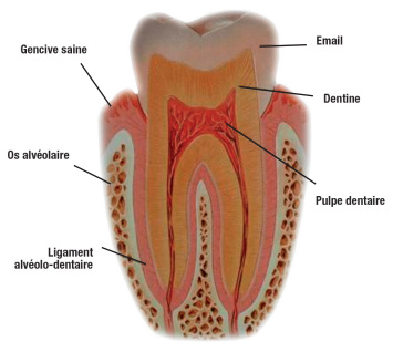 Anatomie d’une dent saine
